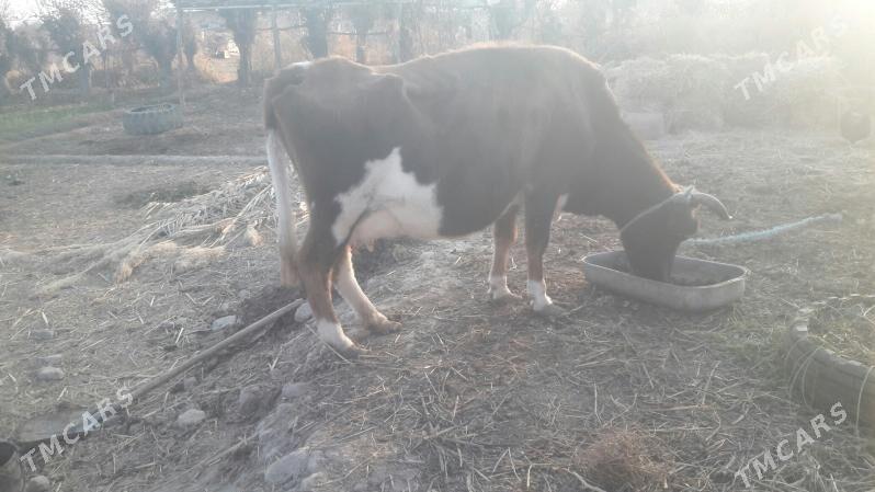 Saglyk sygyr - Чарджоу - img 10