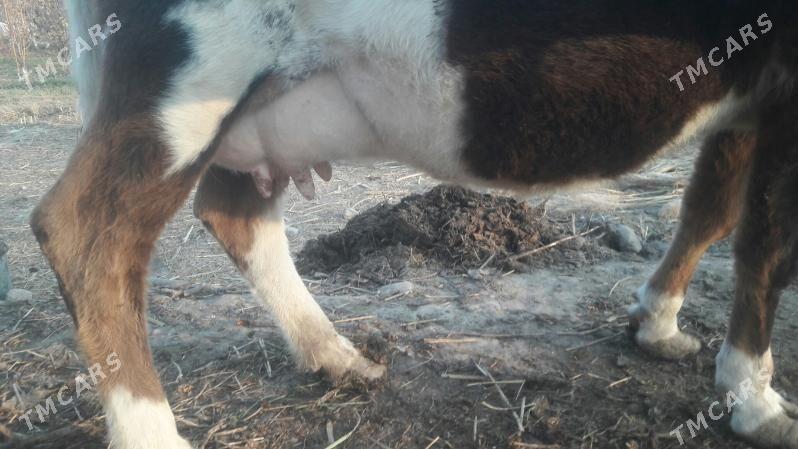 Saglyk sygyr - Чарджоу - img 6