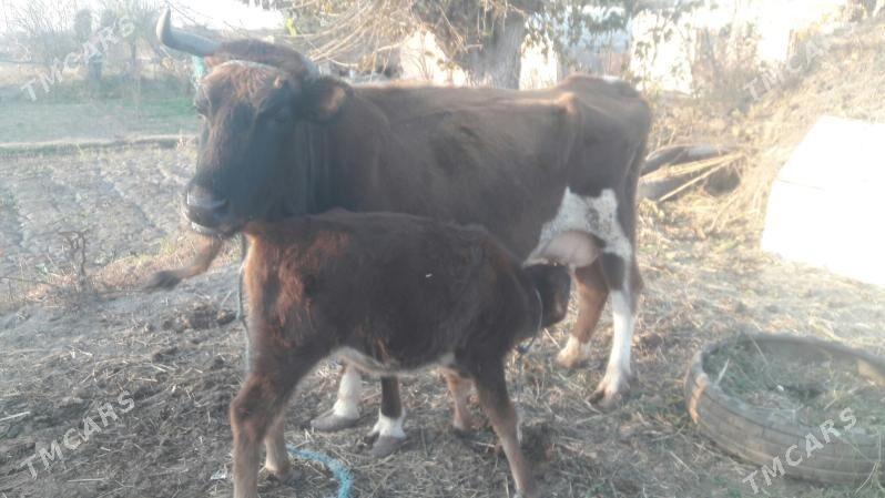 Saglyk sygyr - Чарджоу - img 3