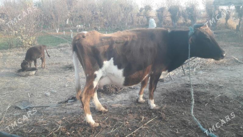 Saglyk sygyr - Чарджоу - img 2