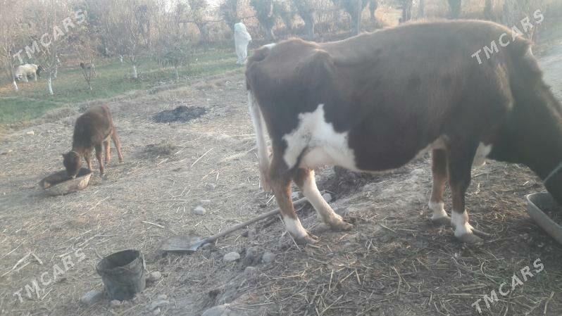 Saglyk sygyr - Чарджоу - img 9