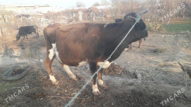 Saglyk sygyr - Чарджоу - img 8