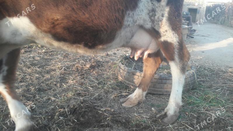 Saglyk sygyr - Чарджоу - img 5