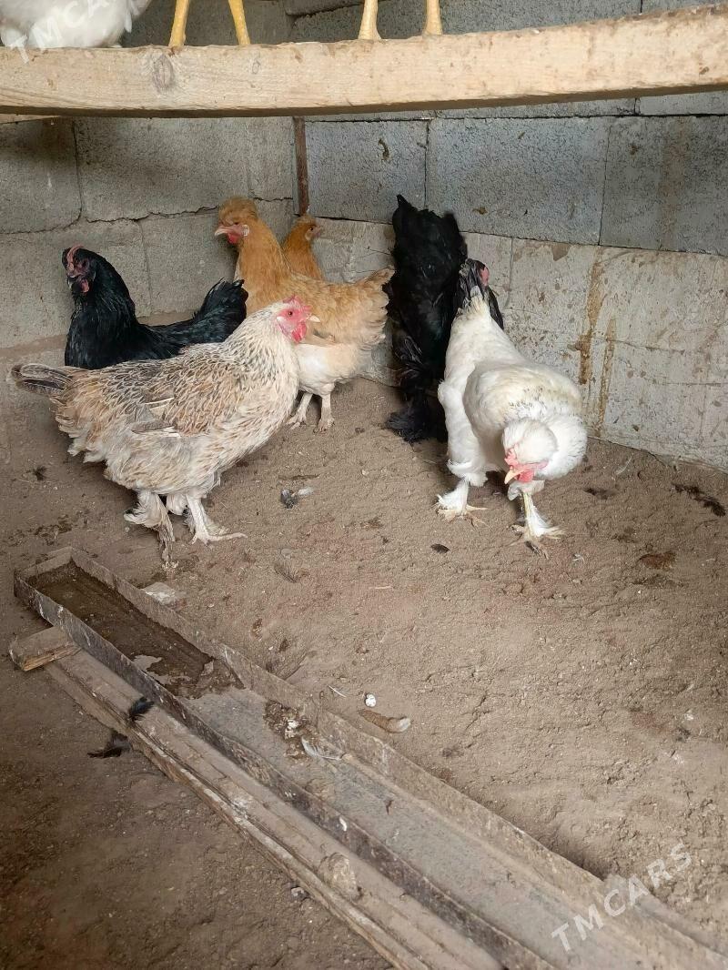 towik - Gökje - img 3