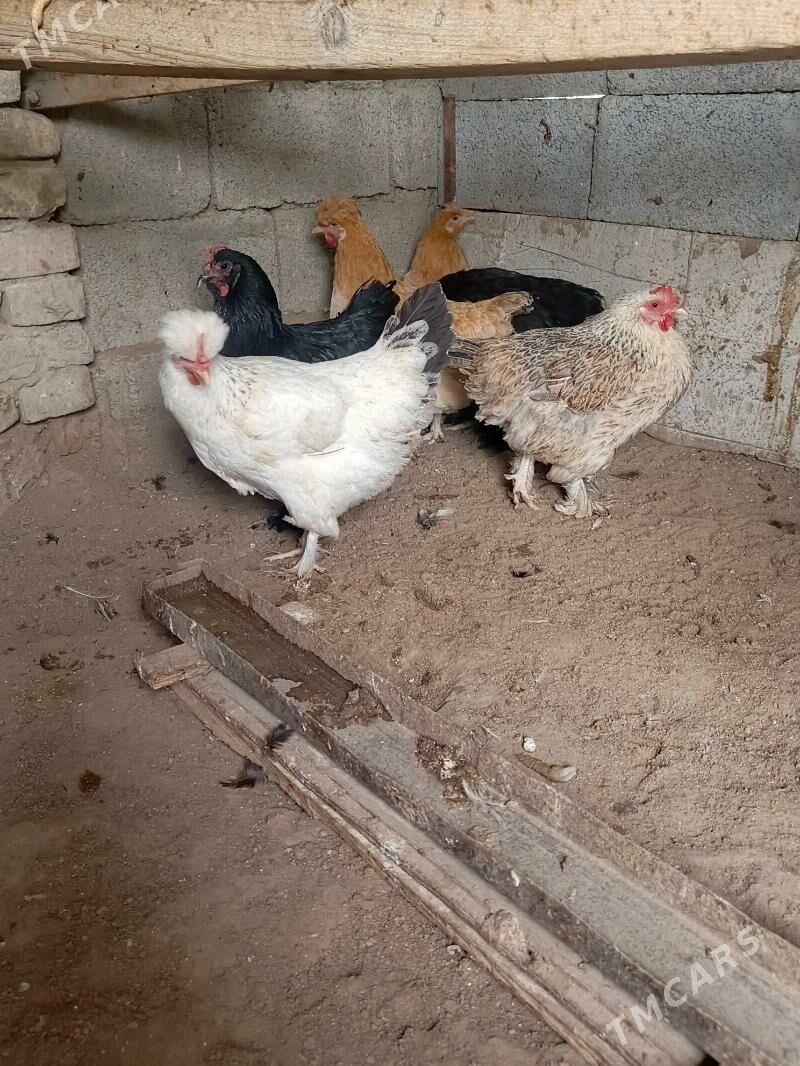 towik - Gökje - img 2