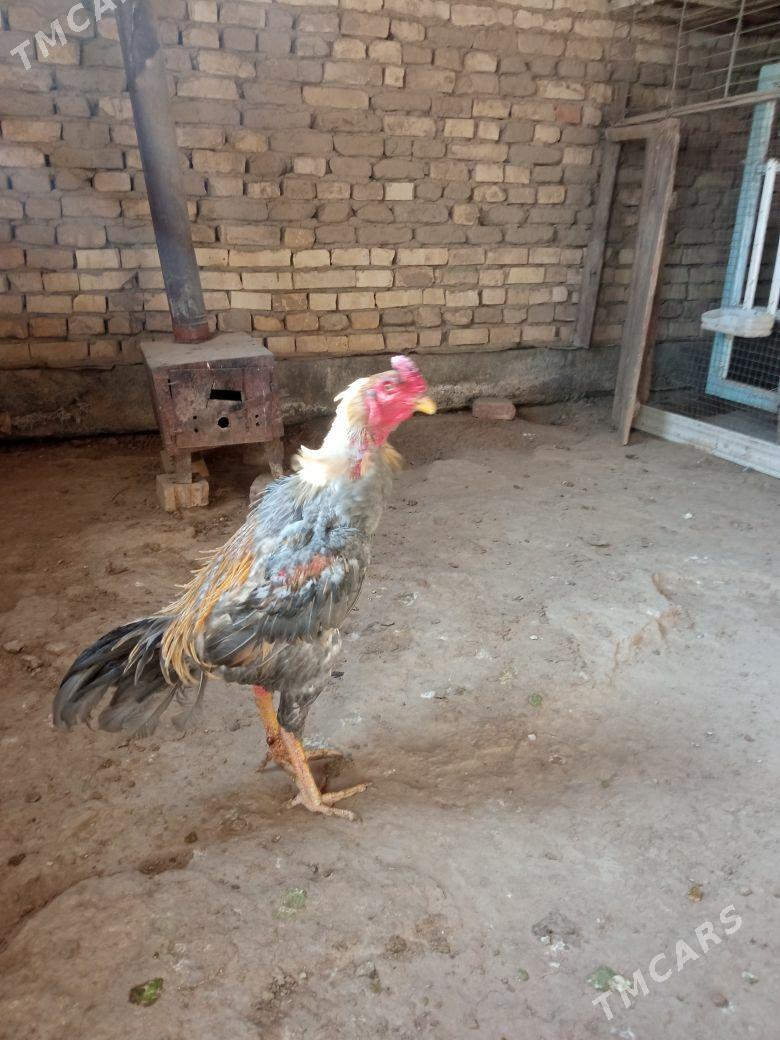 Horaz - Wekilbazar - img 3