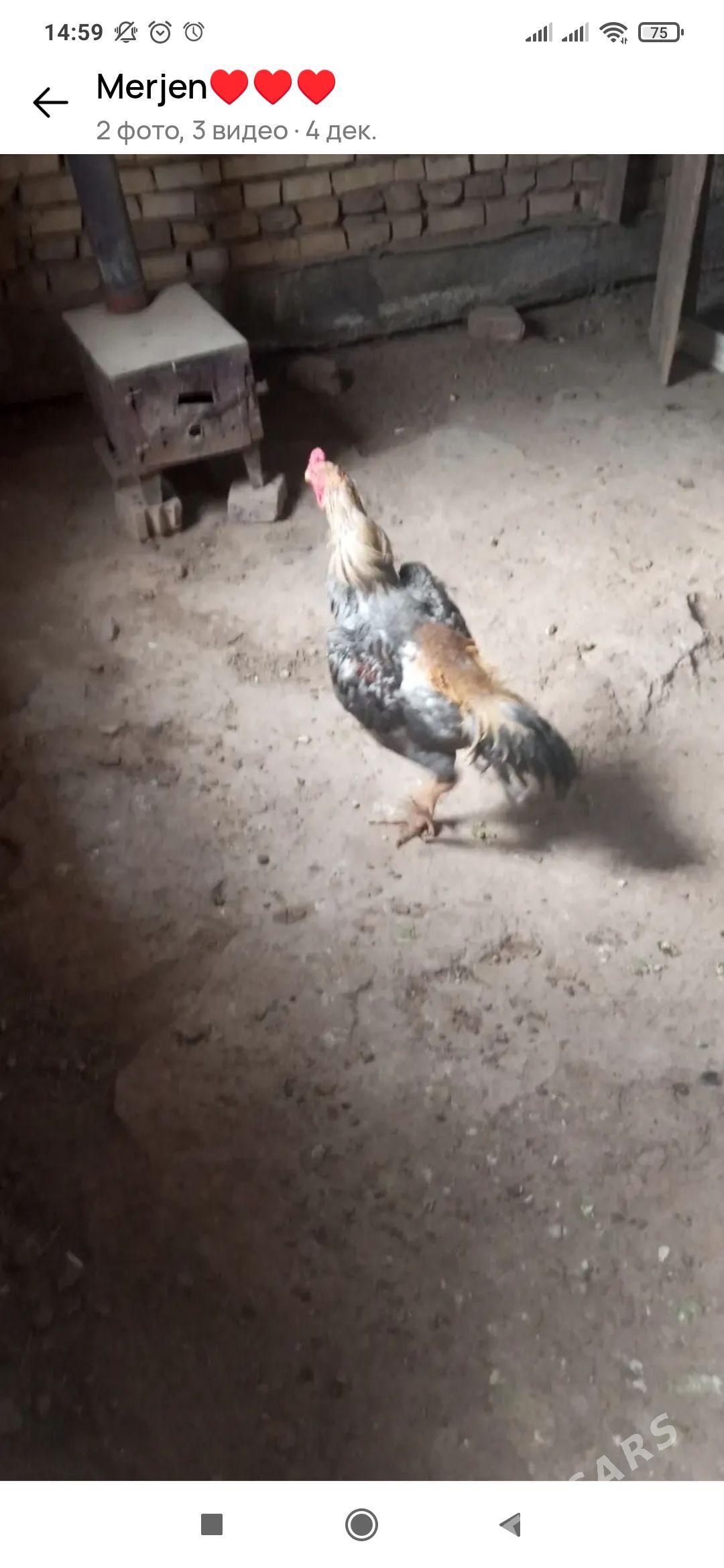 Horaz - Wekilbazar - img 4