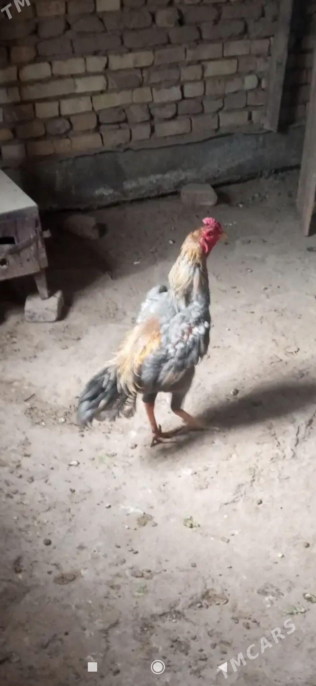 Horaz - Wekilbazar - img 5