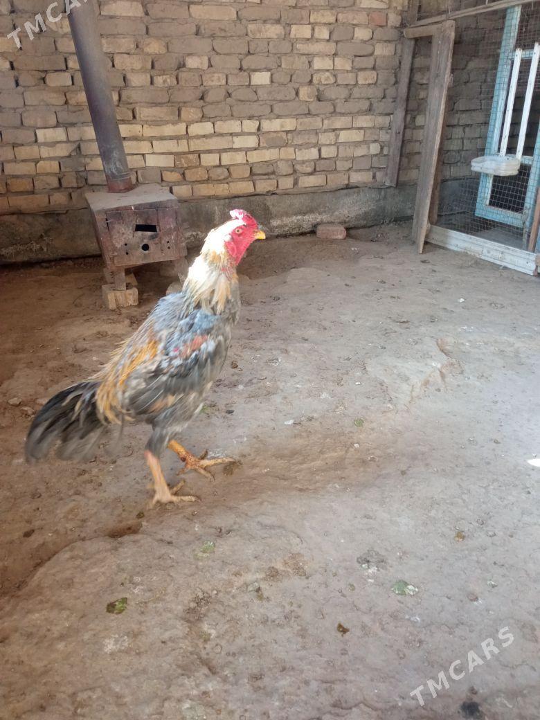 Horaz - Wekilbazar - img 2