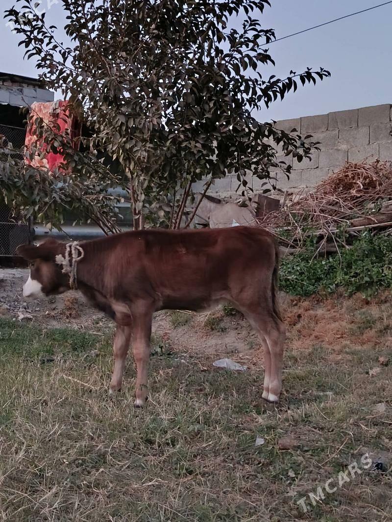 gbrit tüwe - Bäherden - img 3