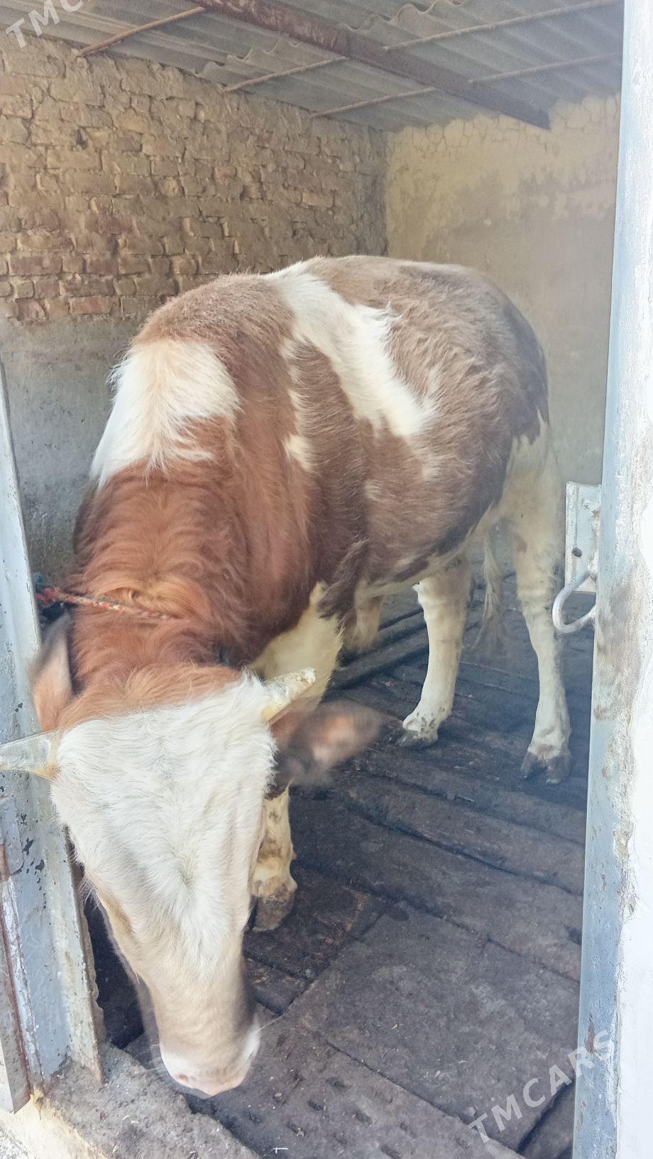 gole - Гёкдепе - img 3