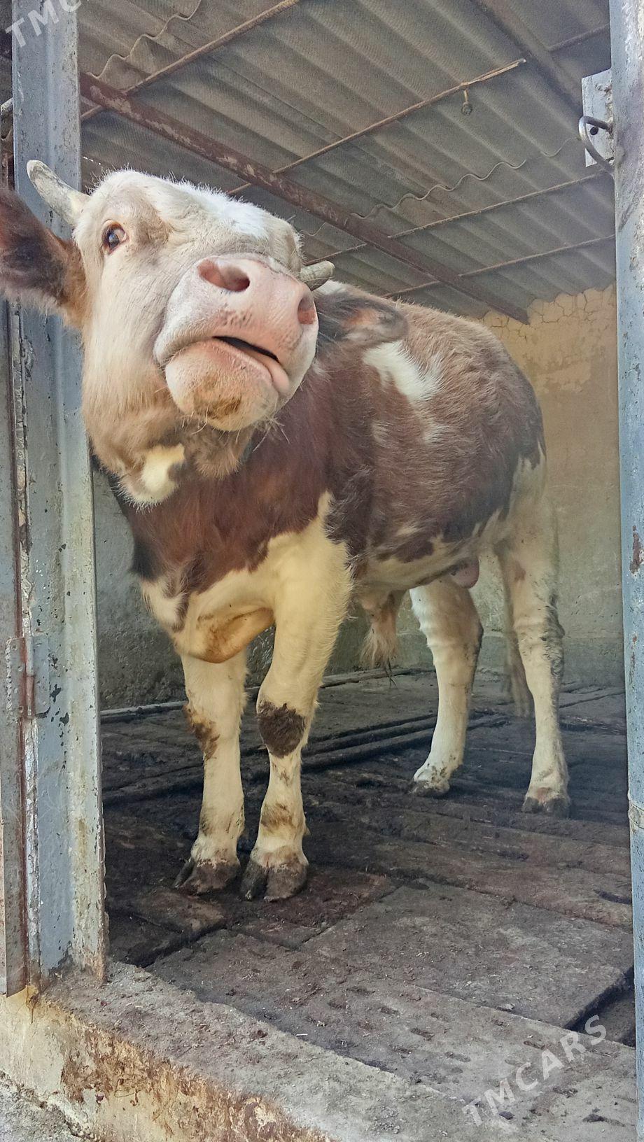 gole - Гёкдепе - img 2