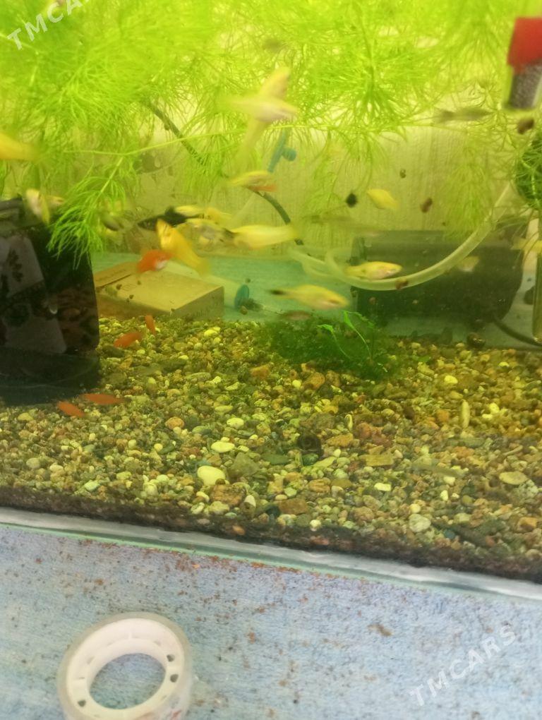 Аквариум - Ашхабад - img 2