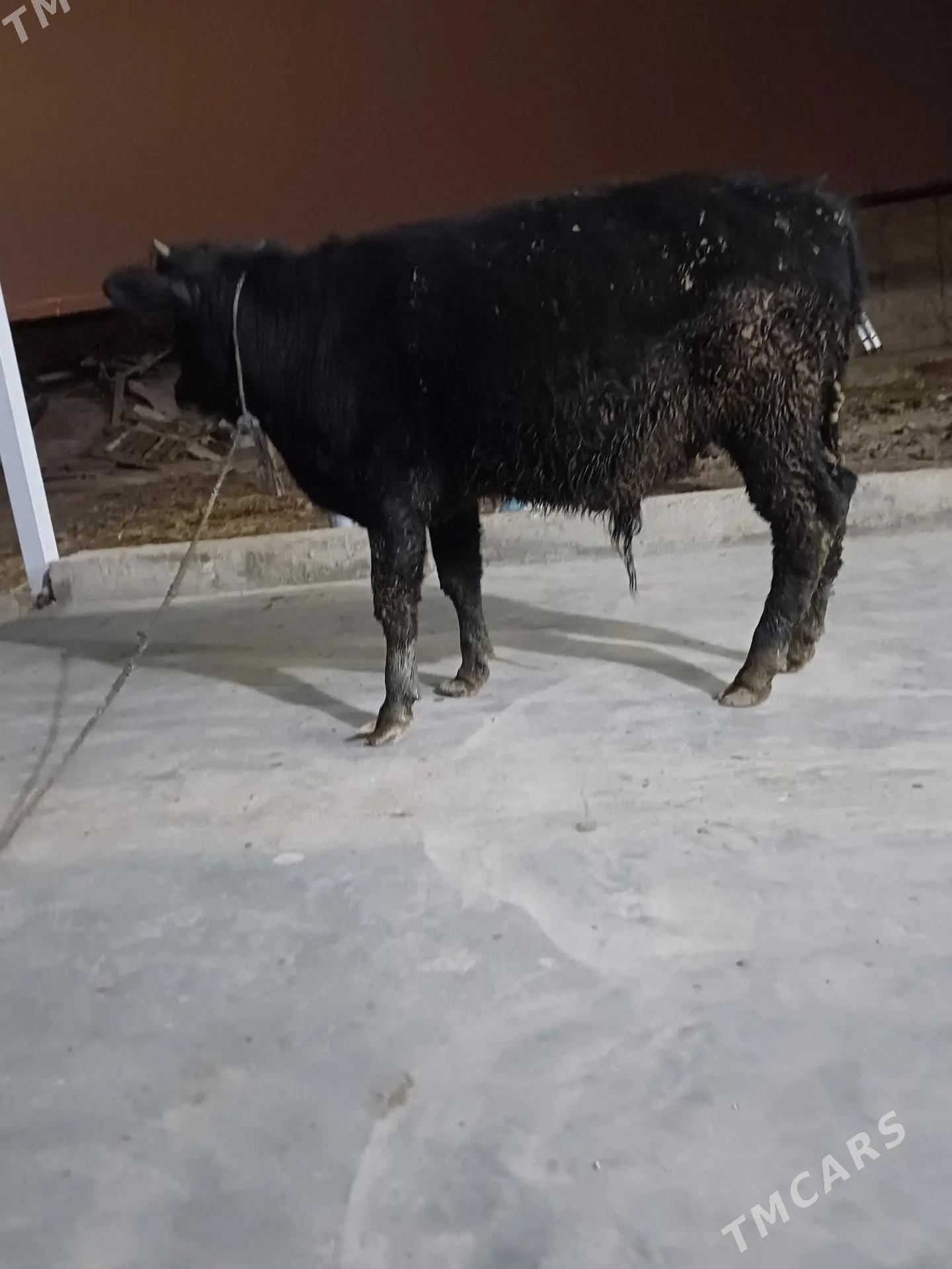 okuz - Büzmeýin - img 2