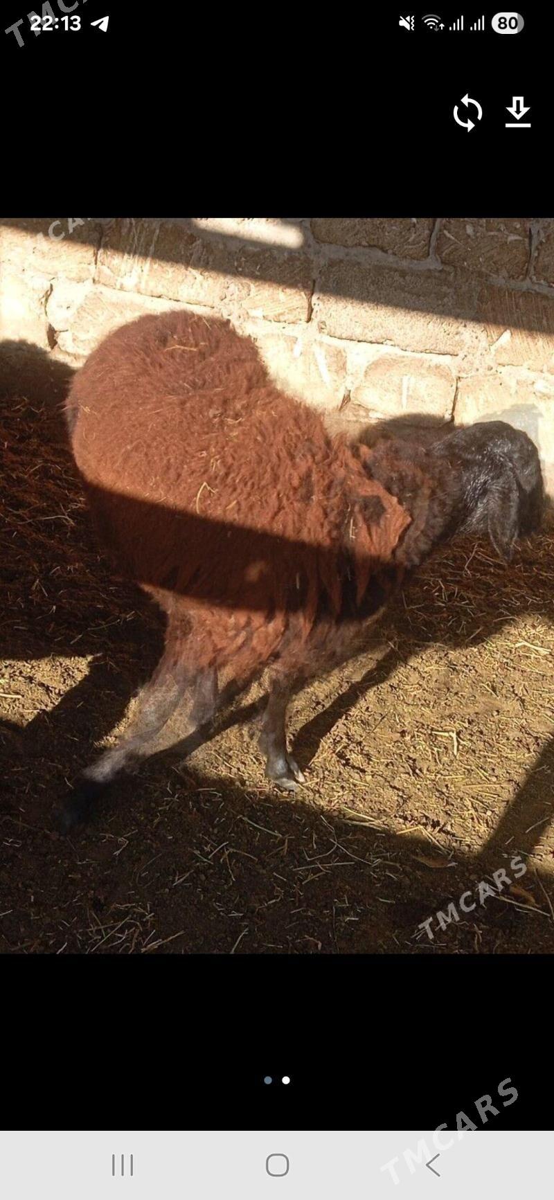 Gisar goç - Garadamak - img 2