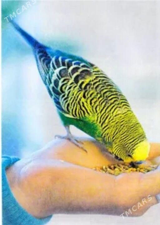 gus we popugay setklar - Aşgabat - img 3