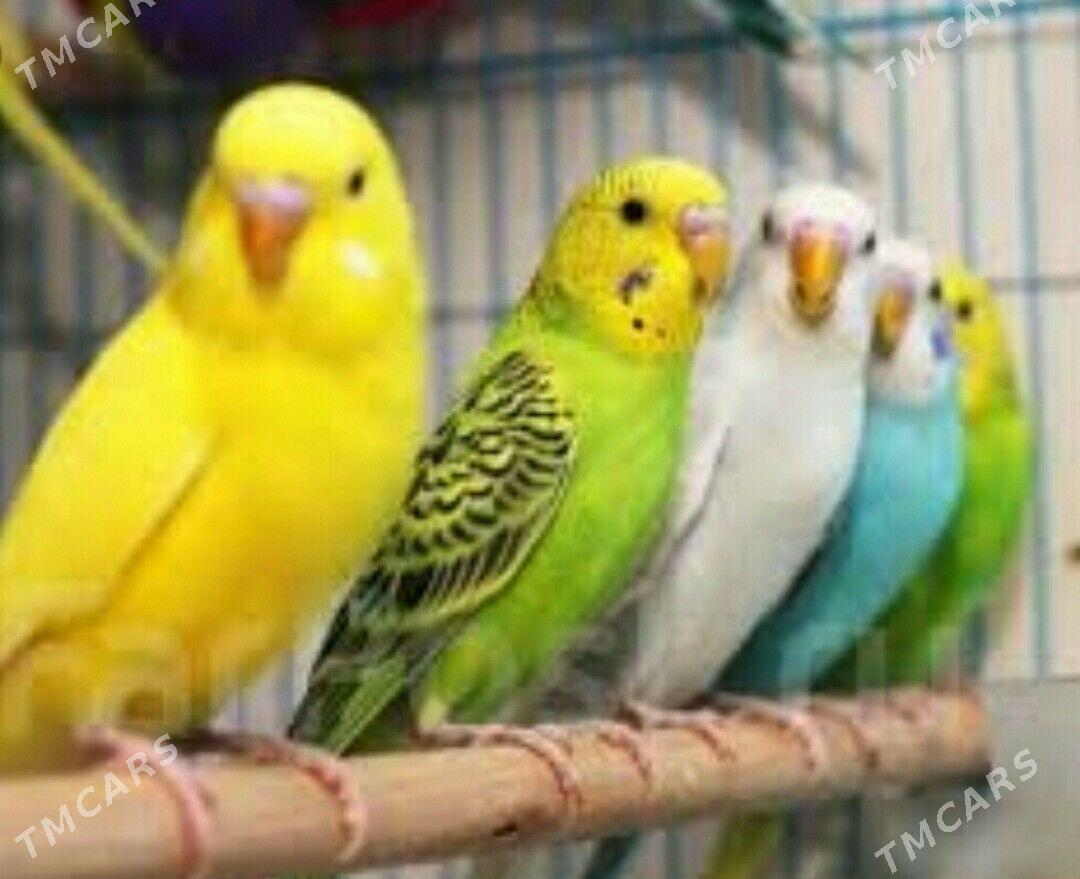 gus we popugay setklar - Aşgabat - img 2