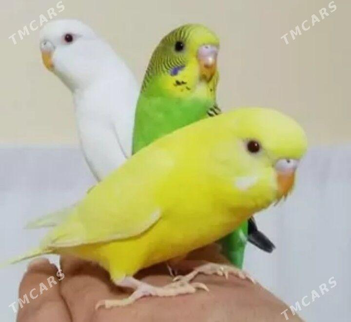 gus we popugay setklar - Aşgabat - img 4