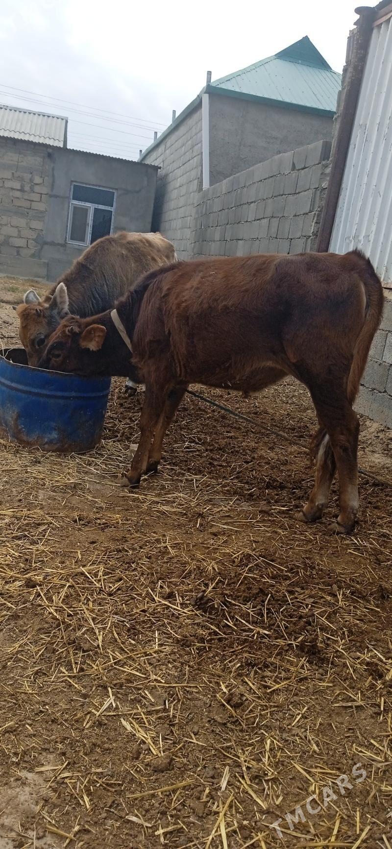 tüwe..okiz. - Анев - img 2