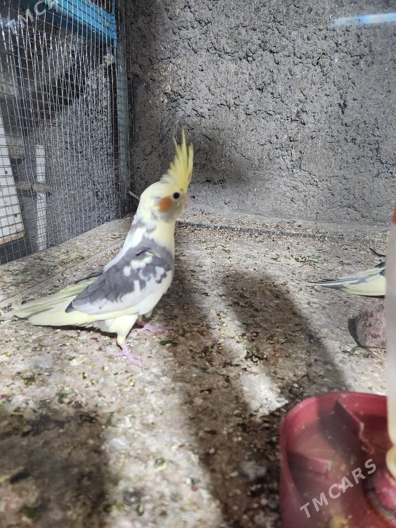 karella - Чоганлы - img 3