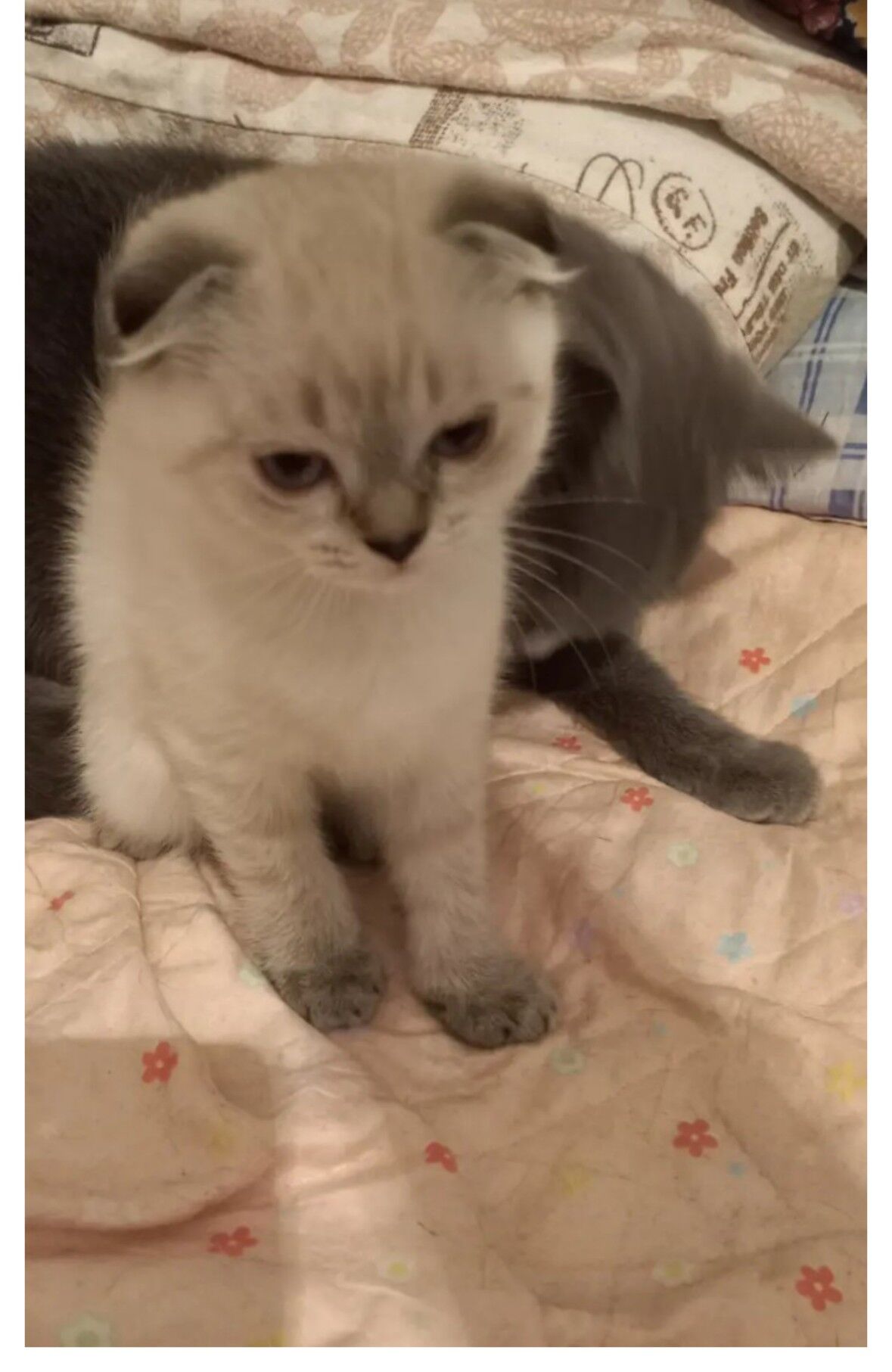 2месяца вислоухий катёнок - Gubadag - img 2