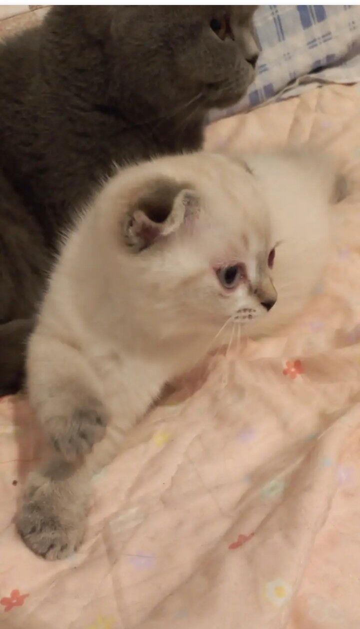 2месяца вислоухий катёнок - Gubadag - img 1