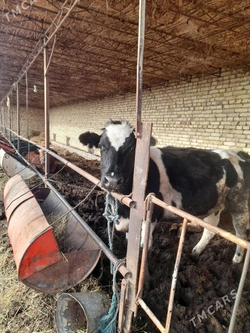 gunajyn - Туркменабат - img 3