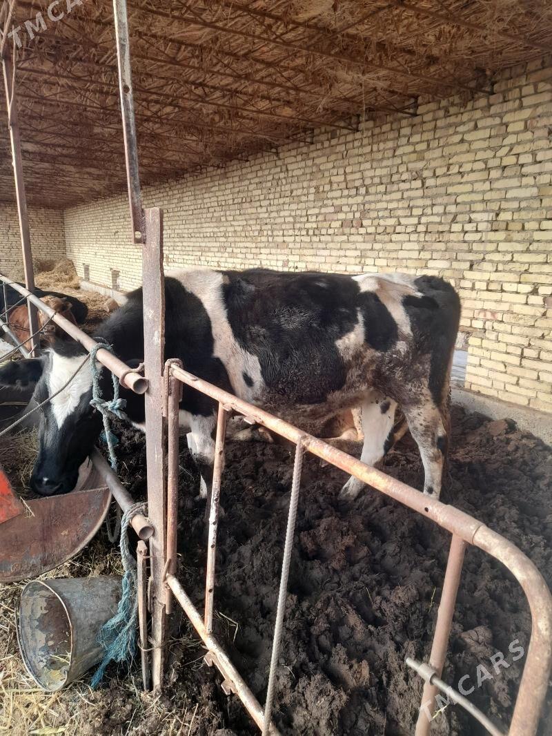 gunajyn - Туркменабат - img 2