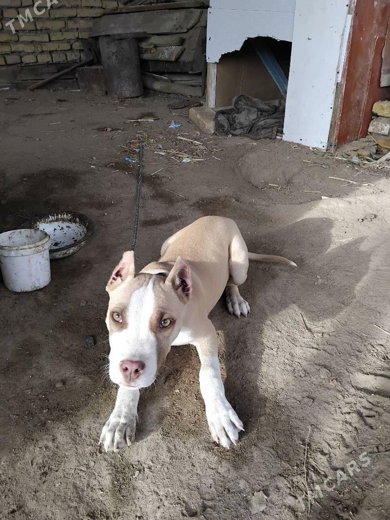 Pidbul - Саят - img 2