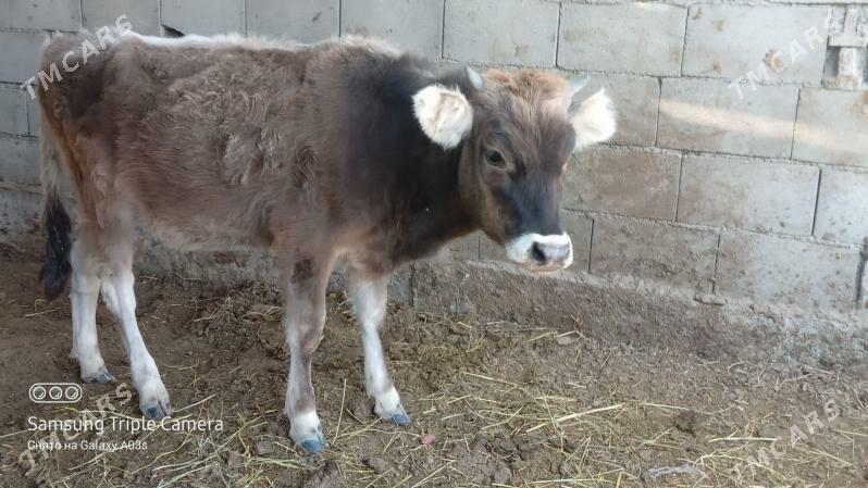 TUWE - Gökdepe - img 2