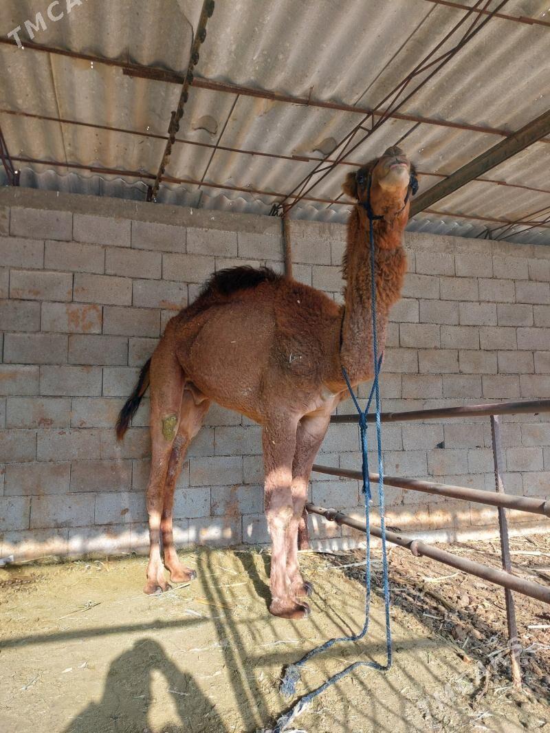 Owşuk iki ýaşar - Бузмеин - img 2