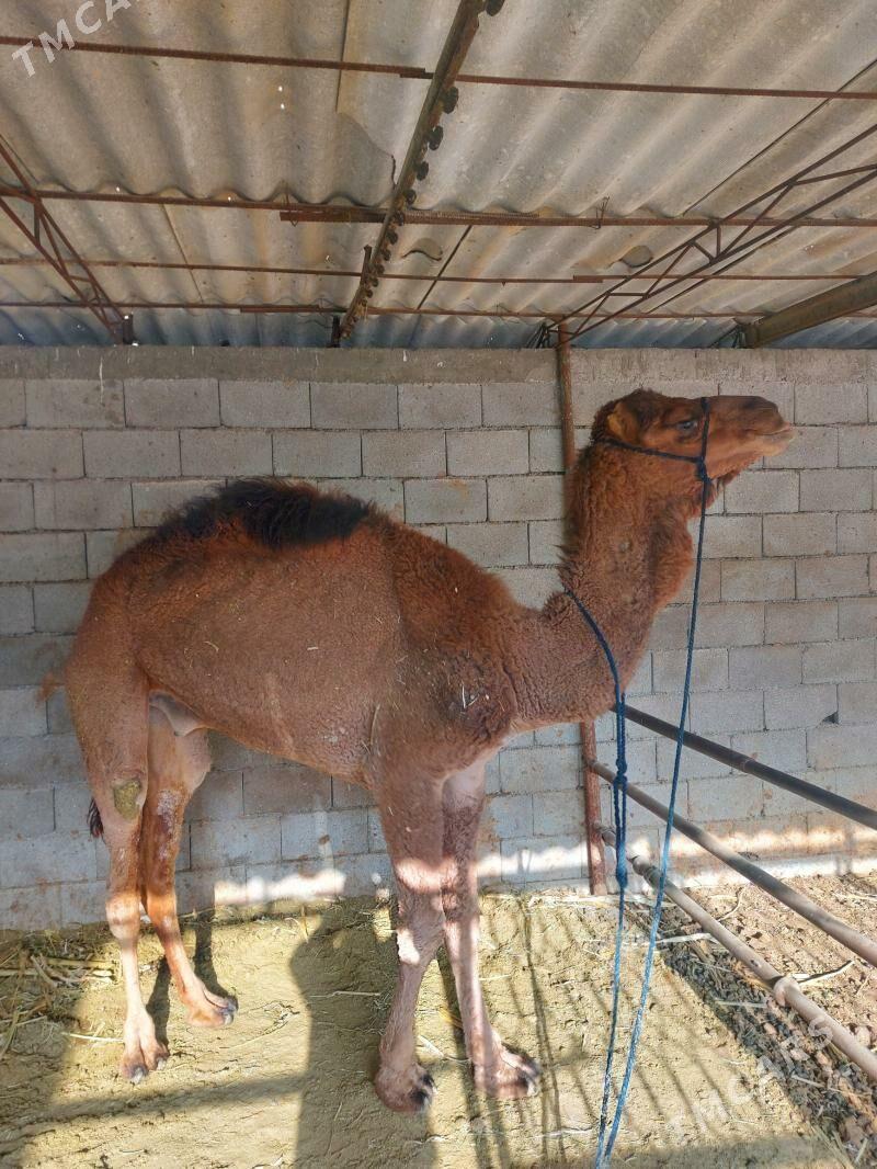 Owşuk iki ýaşar - Бузмеин - img 4