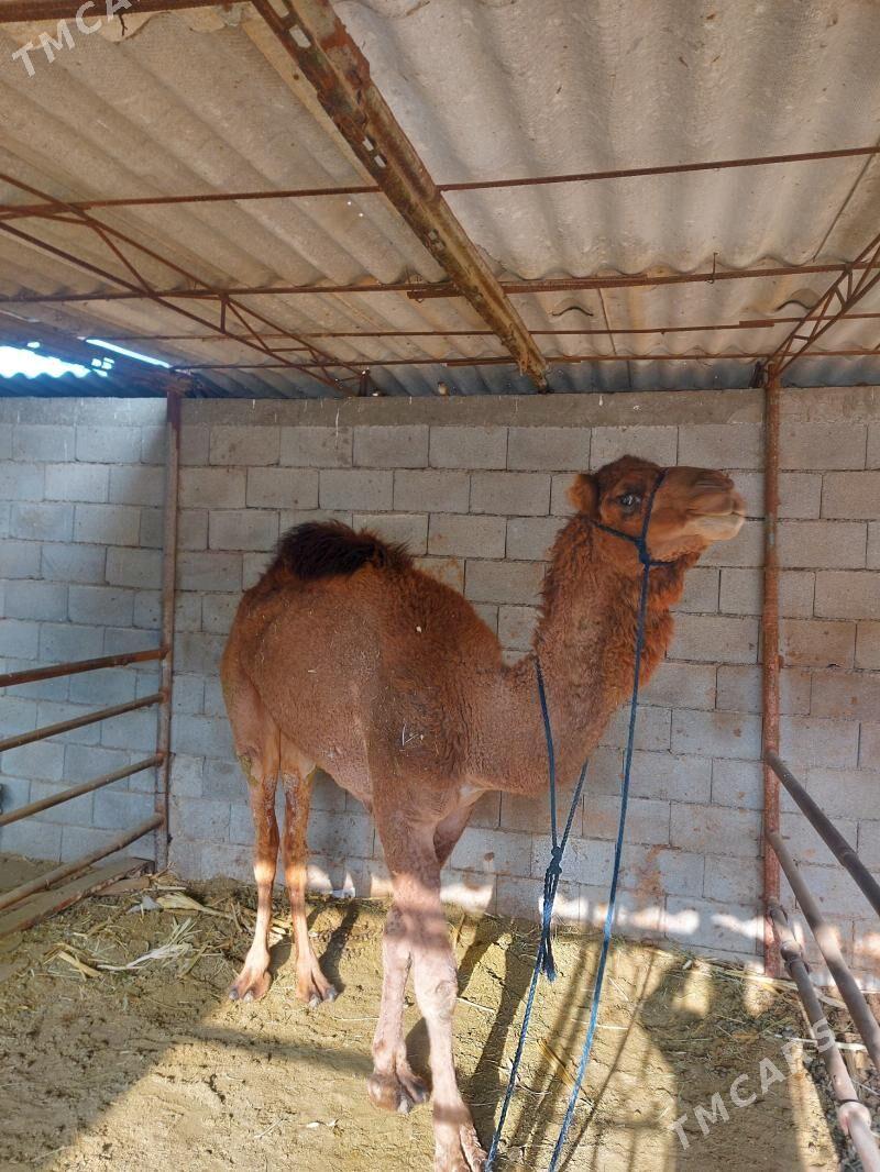 Owşuk iki ýaşar - Бузмеин - img 3