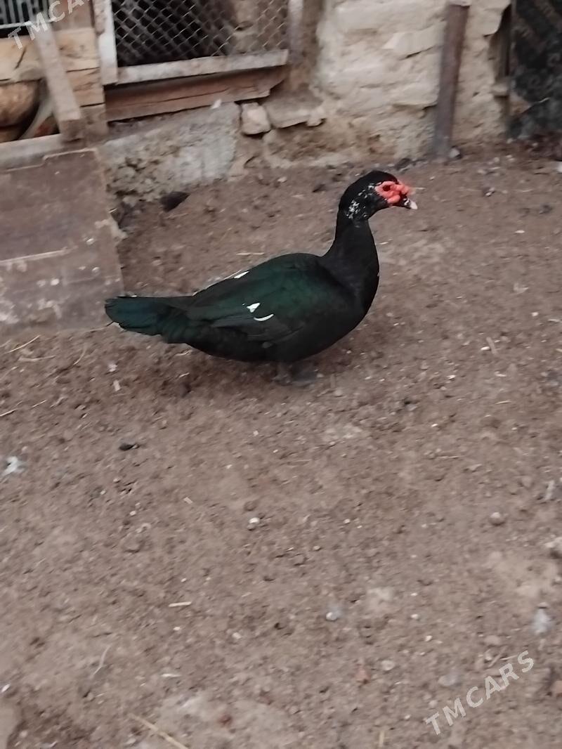 indawutga ordek - Hitrowka - img 3