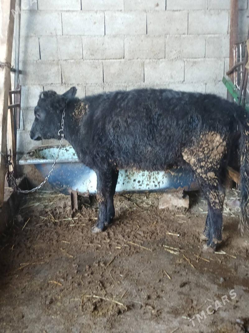 Tuwe - Гёкдепе - img 2