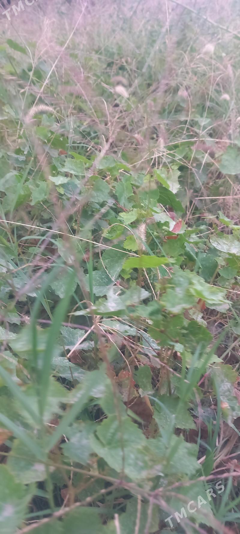 Ùzùm sitil - Gökdepe - img 2