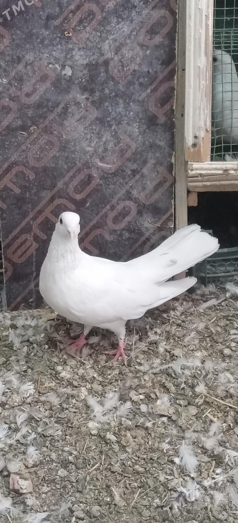 kepderi - Gökdepe - img 2