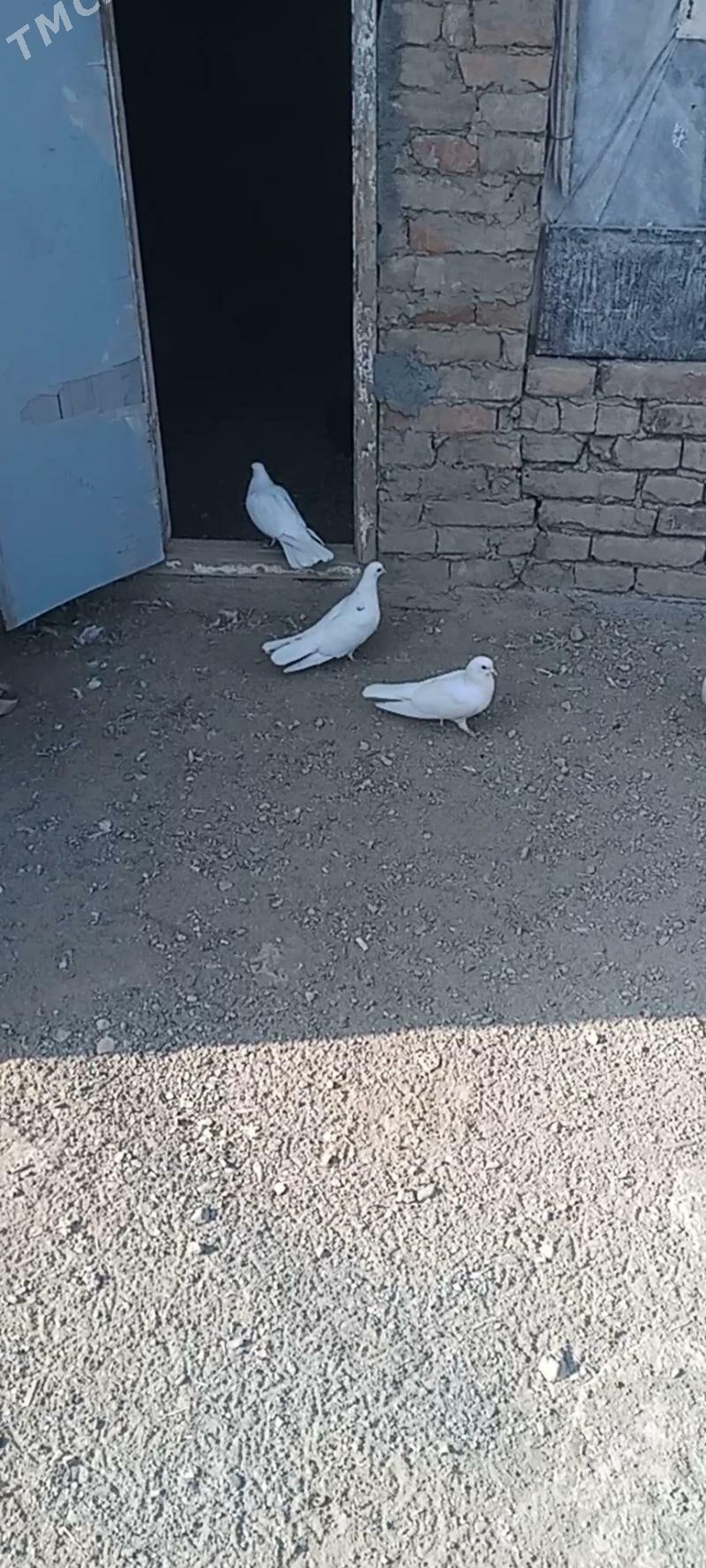 kepderi - Gökdepe - img 4