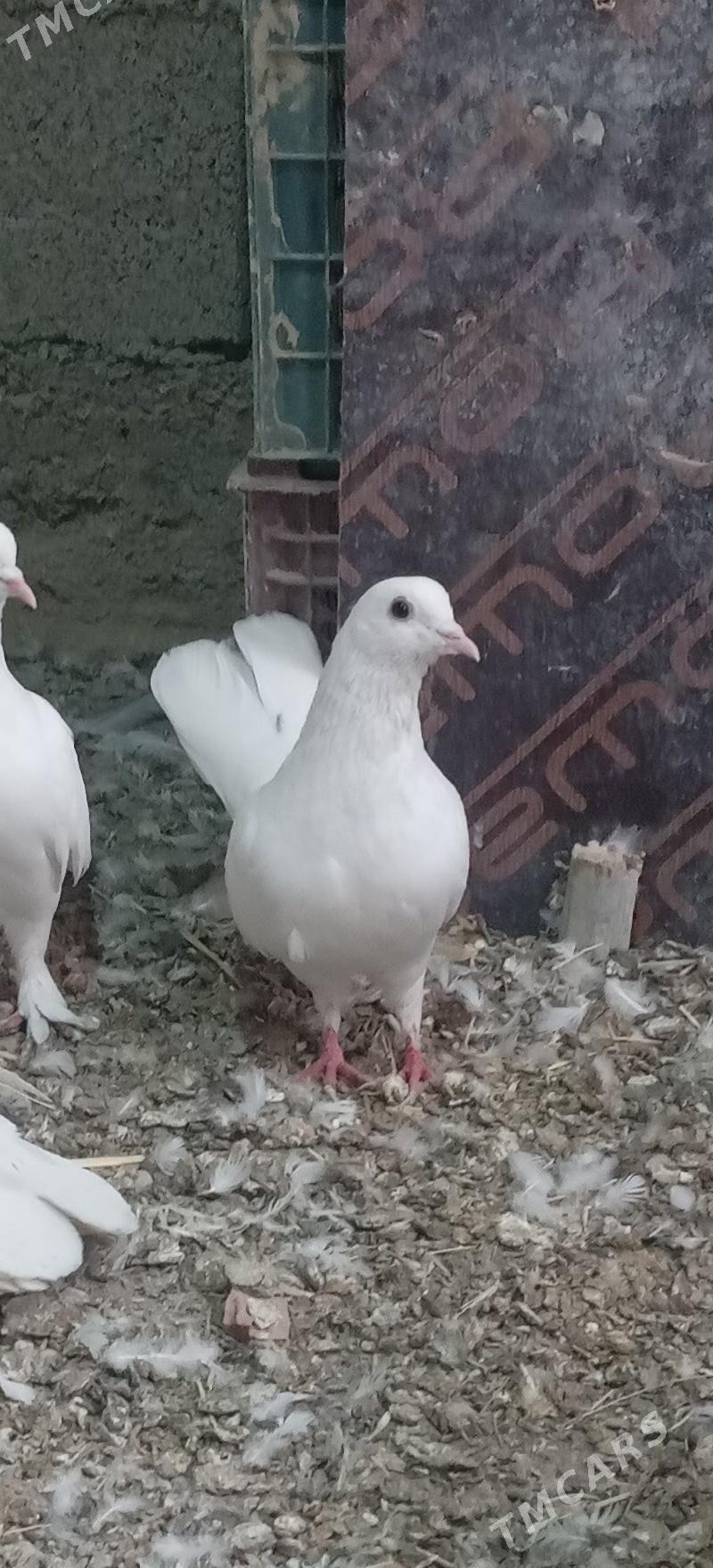 kepderi - Gökdepe - img 3