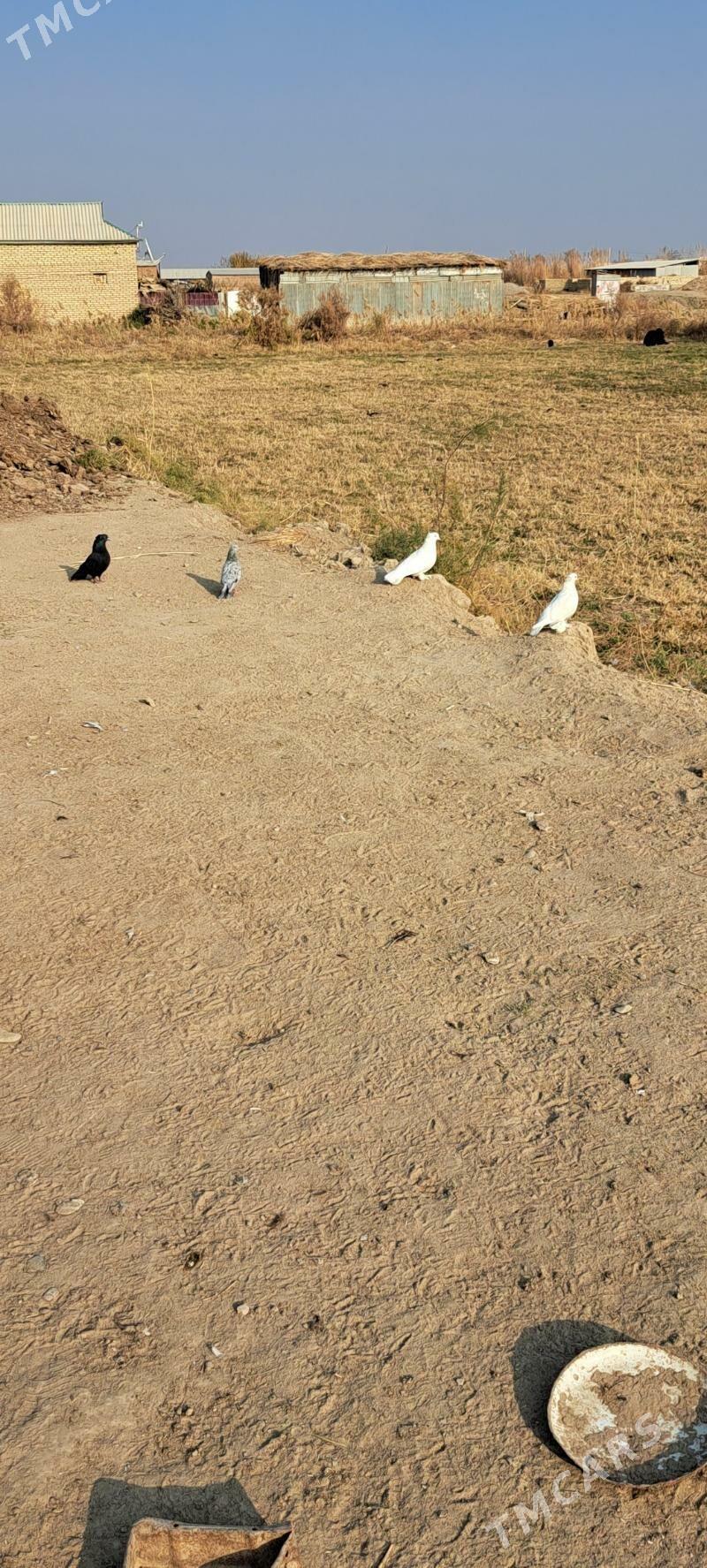 kepderi - Mary - img 2