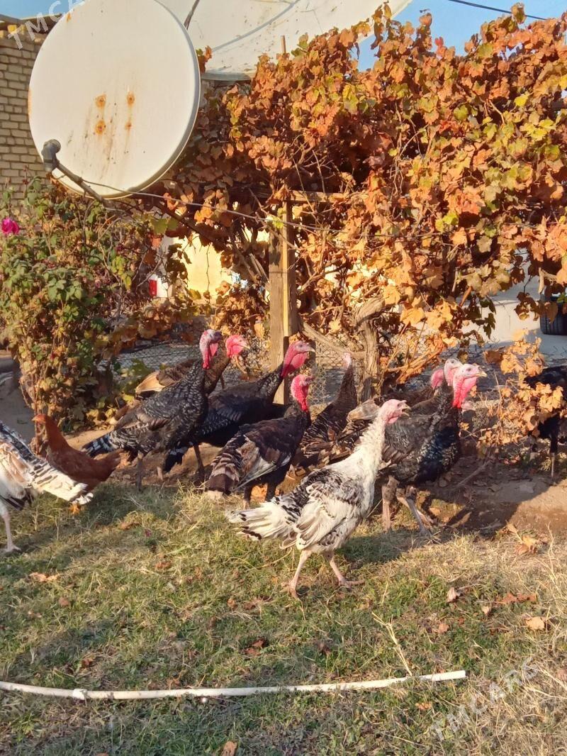 lnduk - Mary - img 3