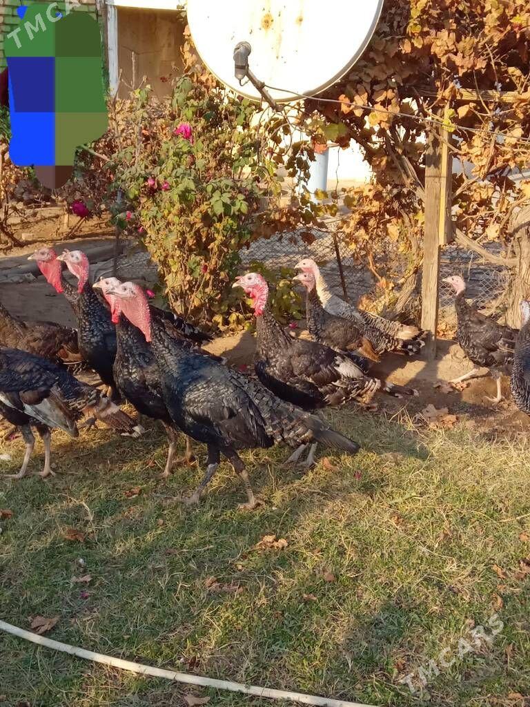 lnduk - Mary - img 2