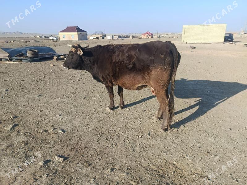 goleli sygyr - Bereket - img 4