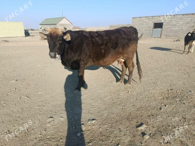 goleli sygyr - Bereket - img 2