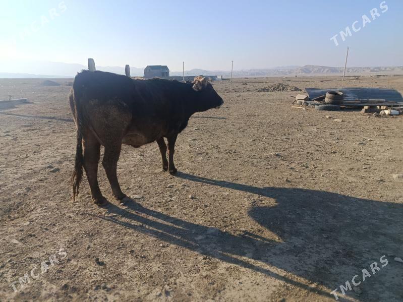 goleli sygyr - Bereket - img 3