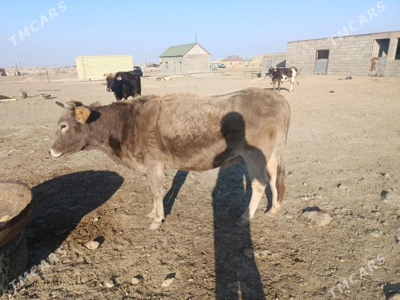 goleli sygyr - Bereket - img 5