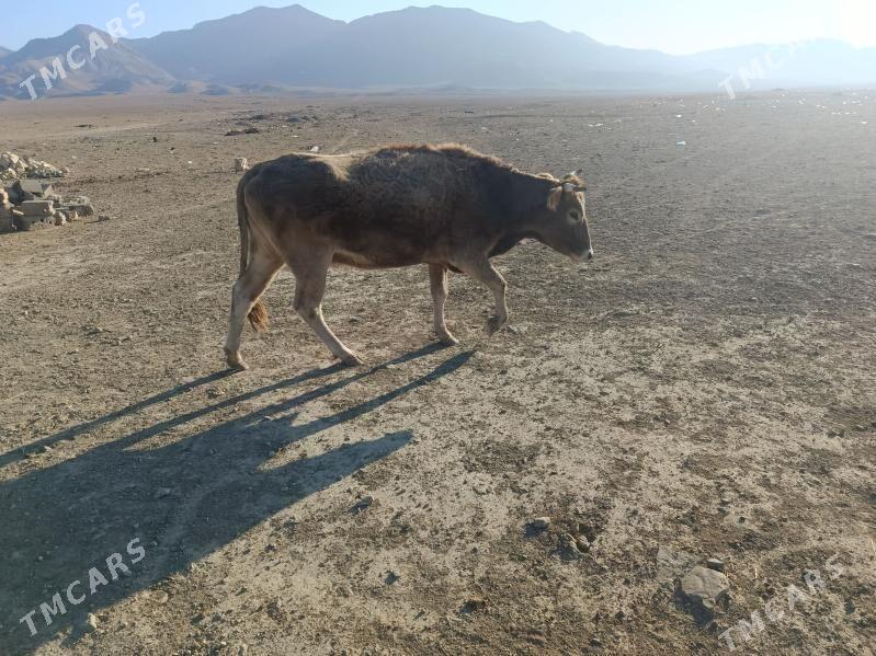 goleli sygyr - Bereket - img 6