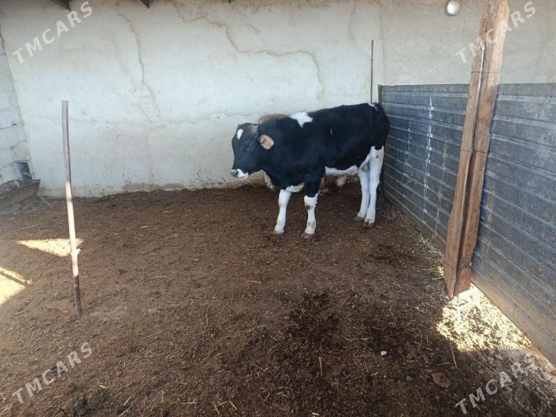 goleli sygyr - Bereket - img 8