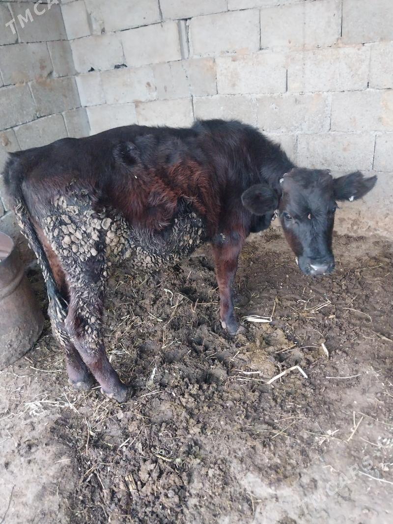 okuzler - Бахарден - img 3