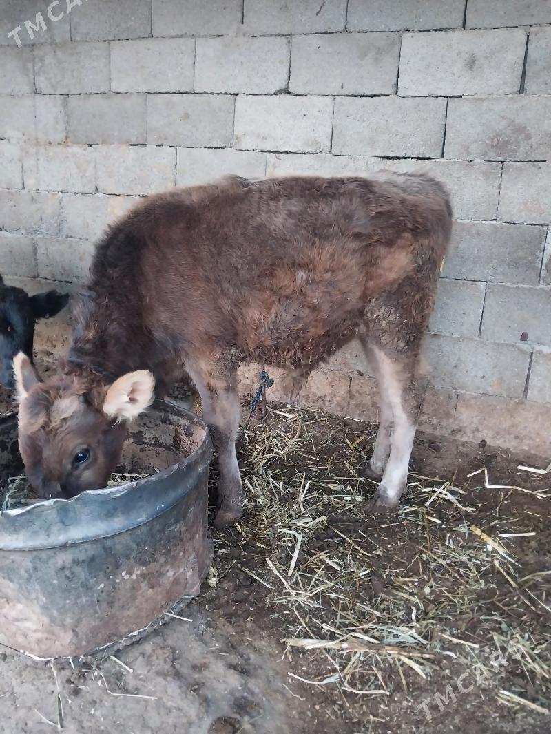 okuzler - Бахарден - img 2